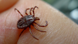 Biologist discovers new tick species inside his own nose